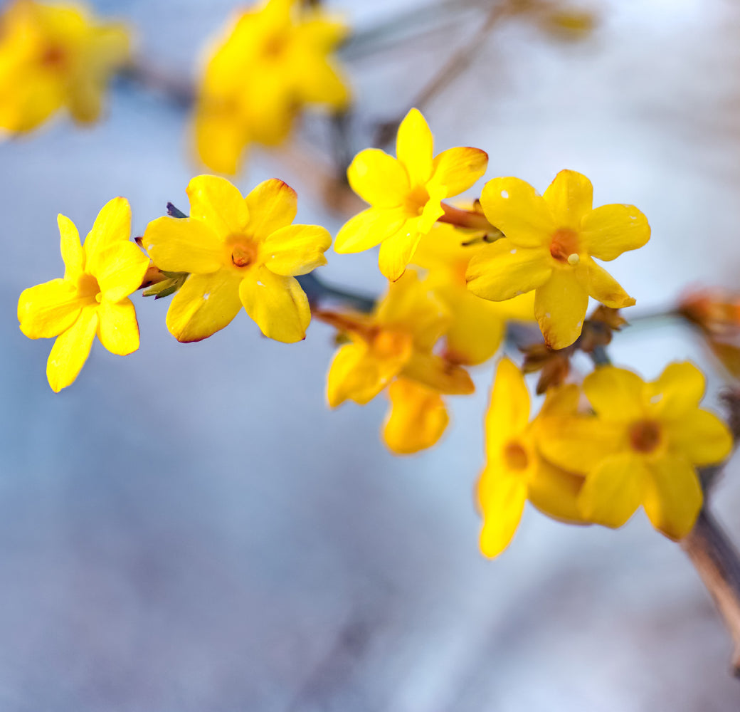 Jasmin jaune fleur
