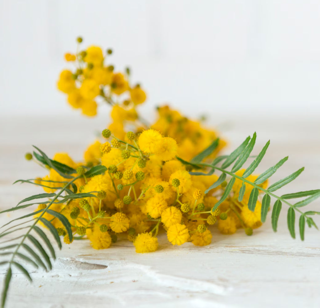 Mimosa fleur