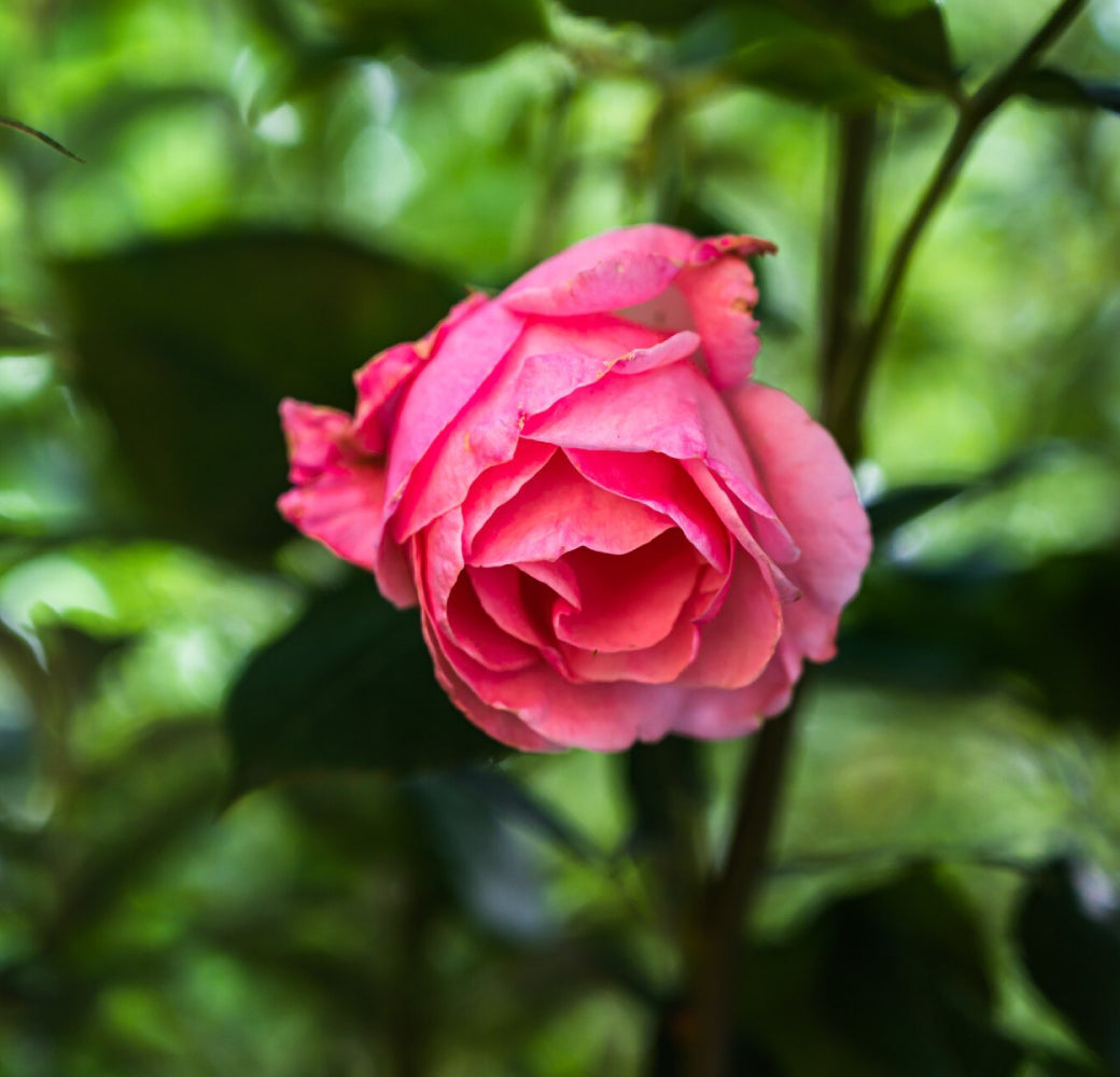 Rose fleur